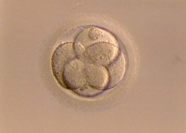 受精していないのに卵が分割することがあるのでしょうか？【医師監修】
