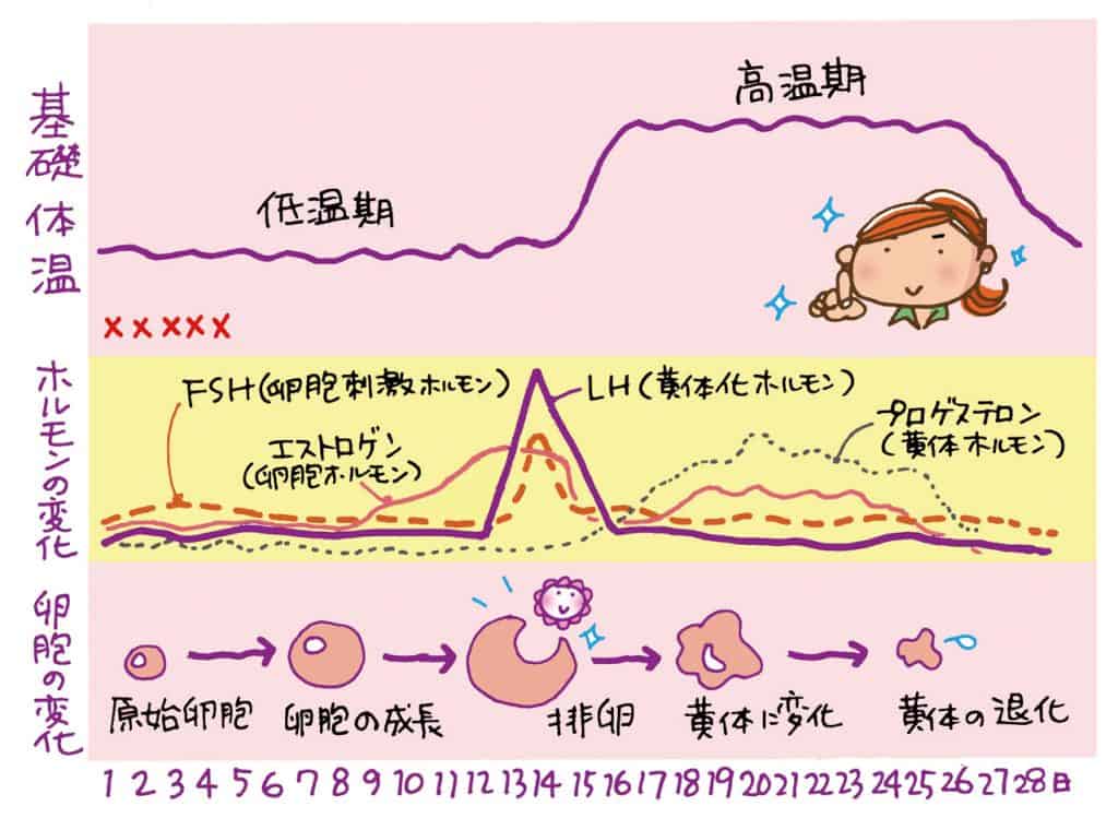 プレマリン 医師監修 ジネコ不妊治療情報