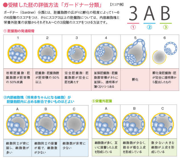 卵子の質」って？│【医師監修】ジネコ不妊治療情報