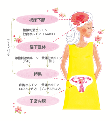 ホルモン苦手 女性ホルモンのこと │【医師監修】ジネコ不妊治療情報