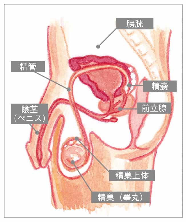 男性不妊 医師監修 ジネコ不妊治療情報