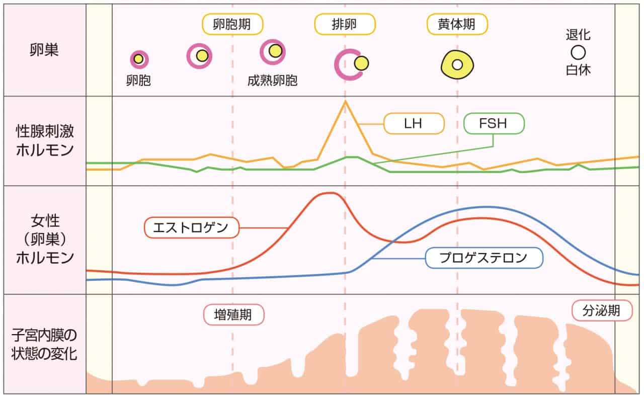 妊娠しやすいタイミングは？│【医師監修】ジネコ不妊治療情報