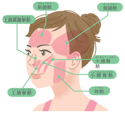たるみのない若々しい顔に 医師監修 ジネコ不妊治療情報